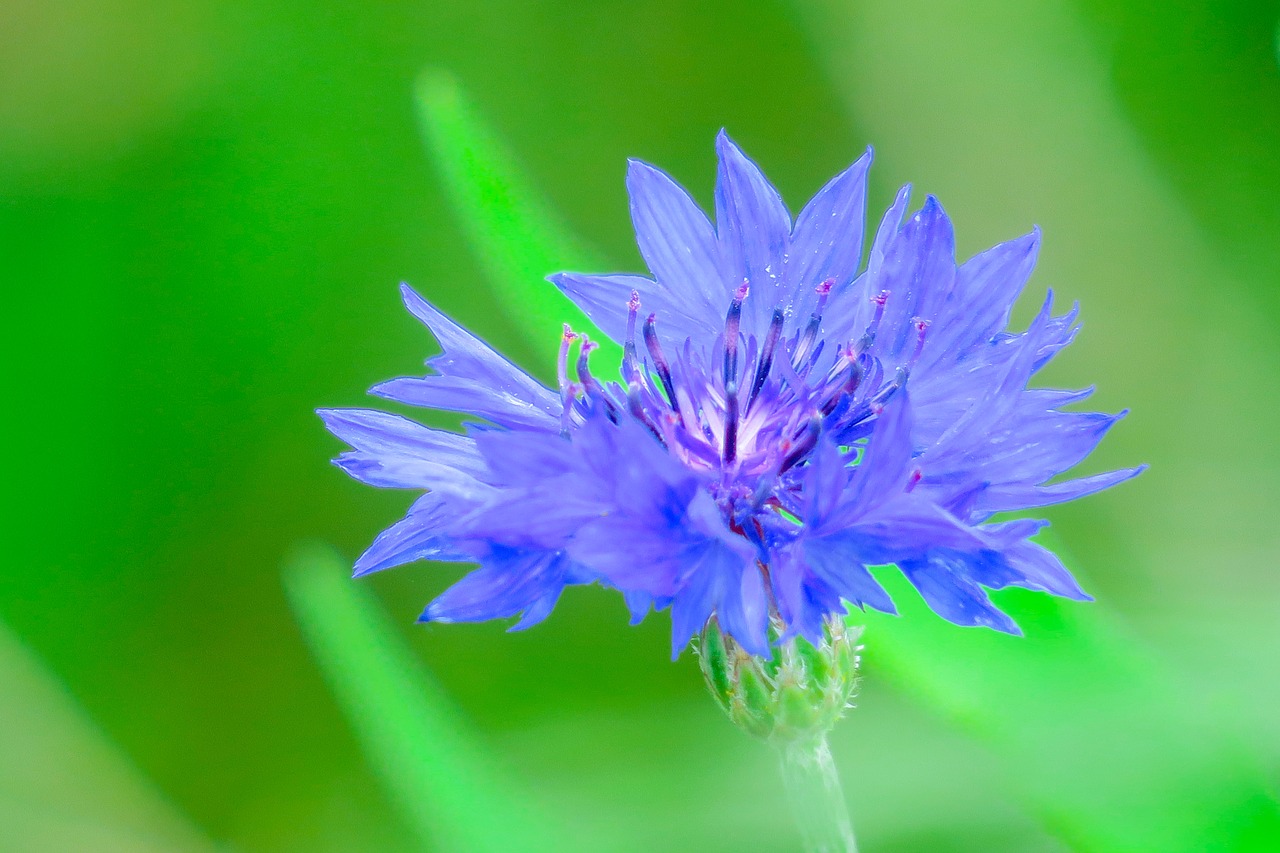 chicory  plant  nature free photo