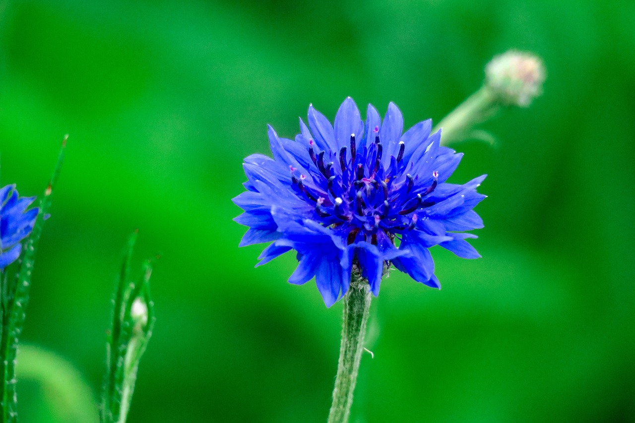 chicory  plant  nature free photo