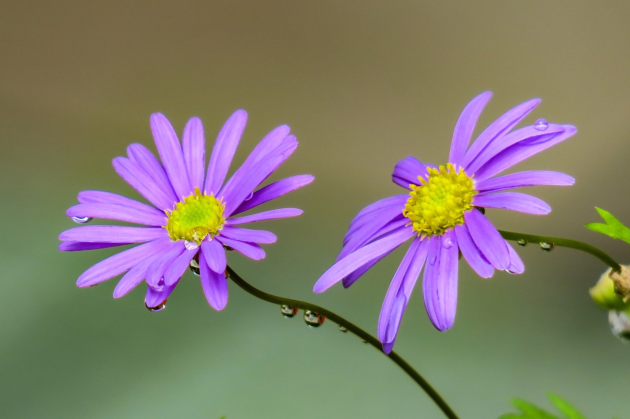 chicory  plant  nature free photo