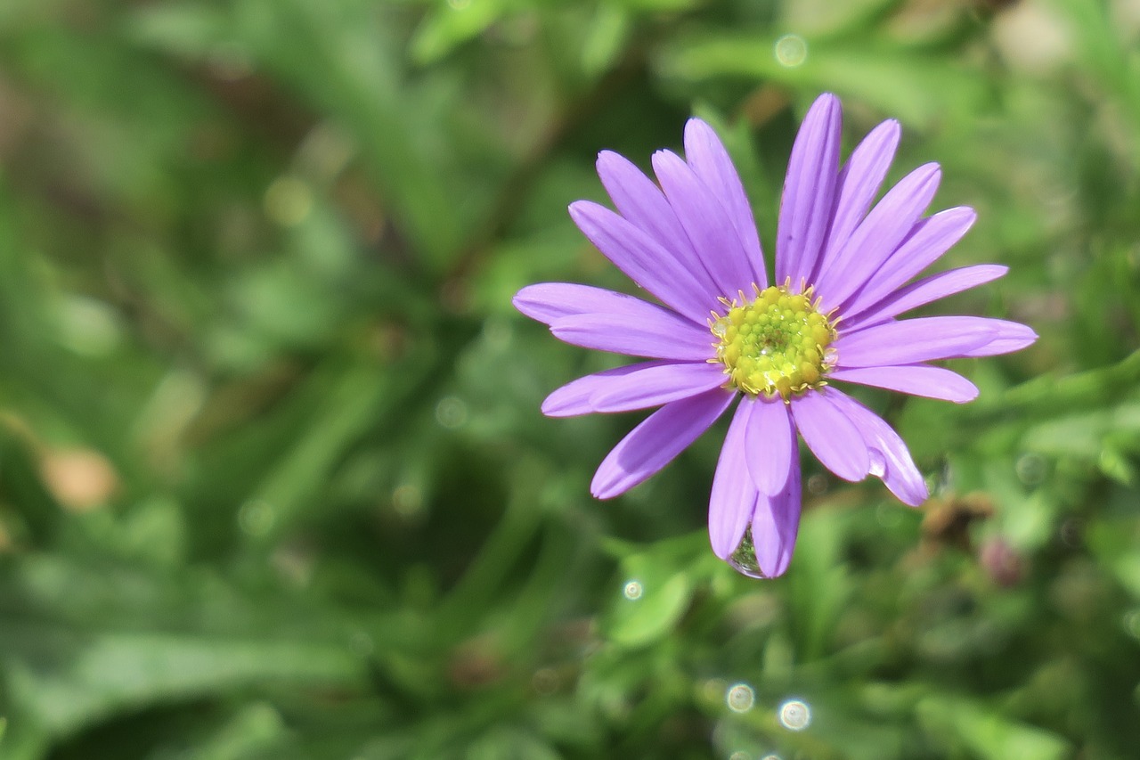 chicory  plant  nature free photo