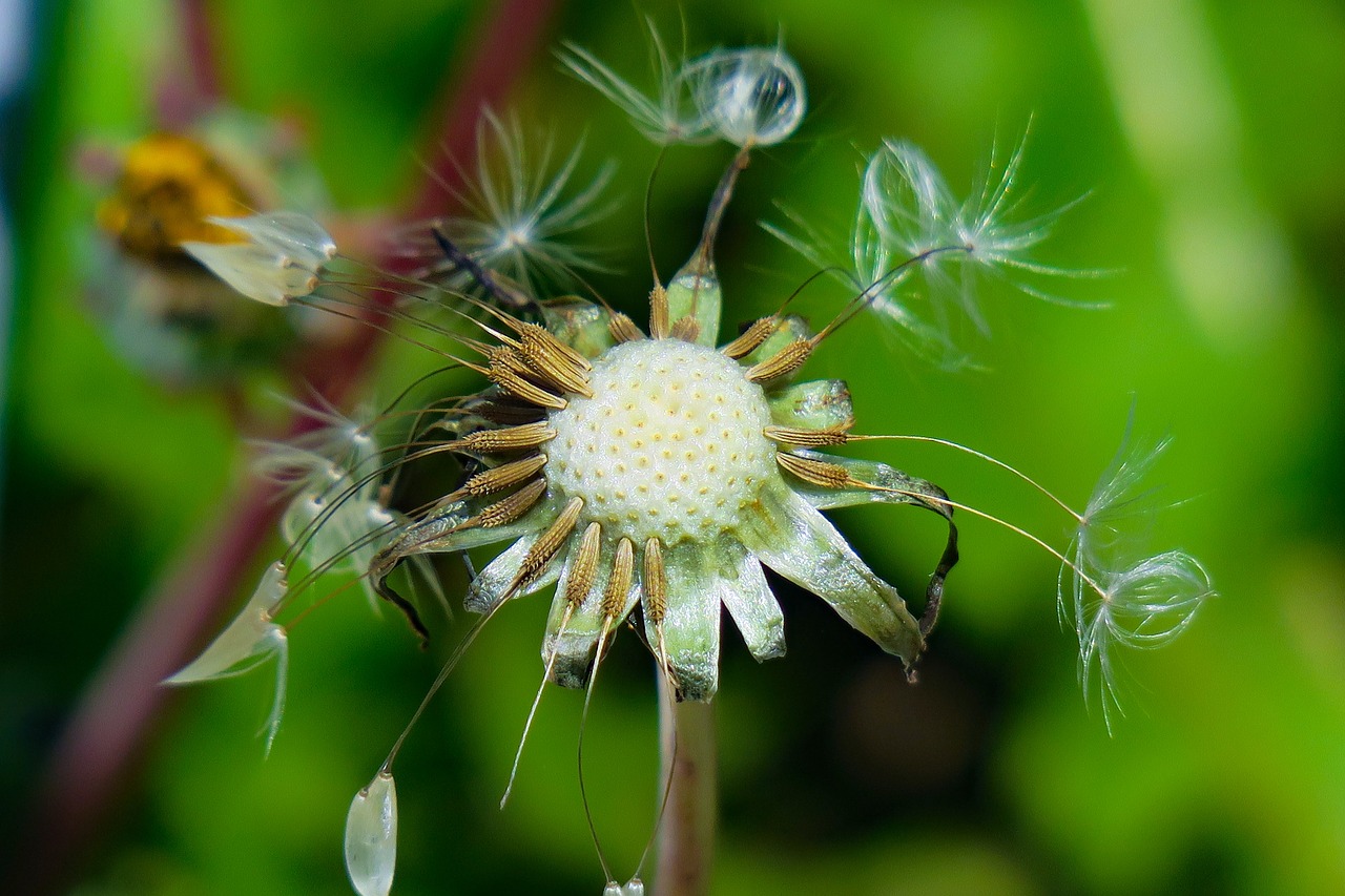 chicory  plant  nature free photo