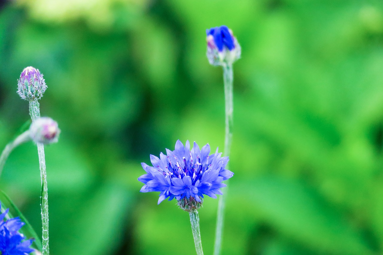 chicory  xie  plant free photo