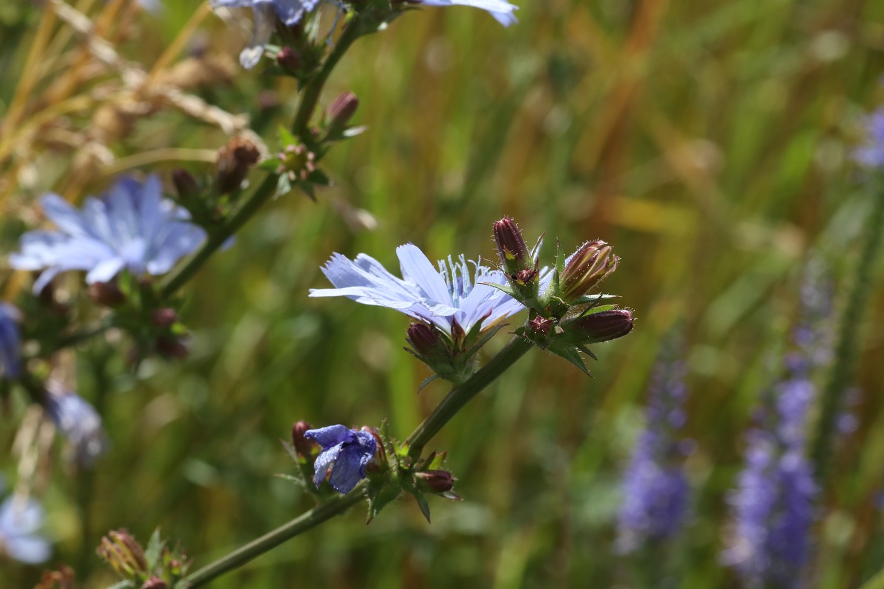 chicory  summer  grass free photo