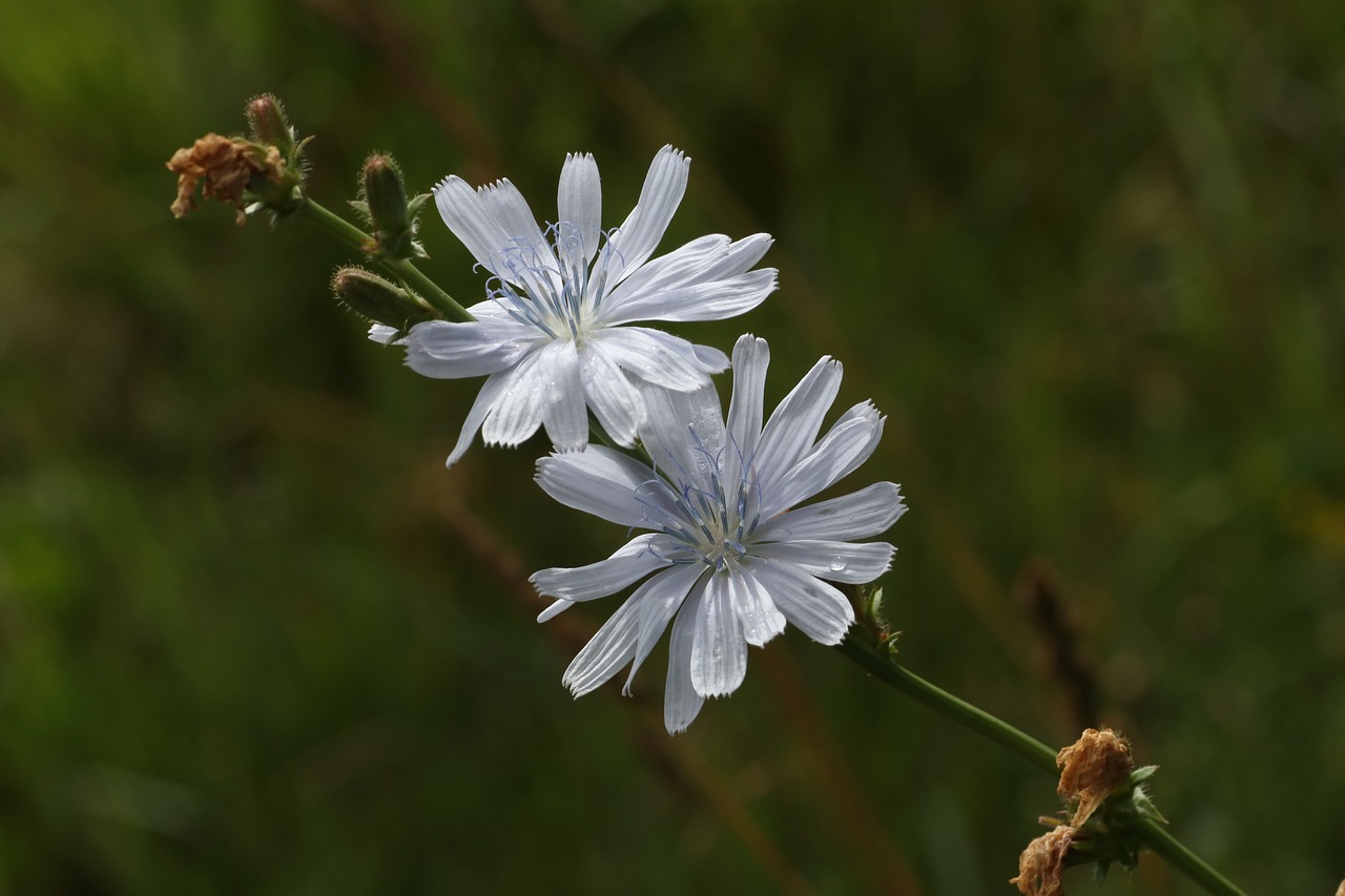 chicory  field  meadow free photo