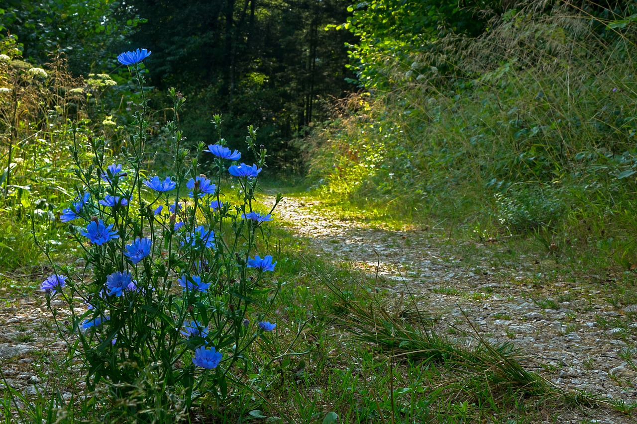 chicory  away  trail free photo