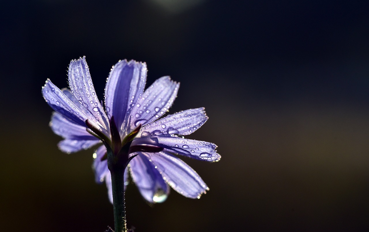 chicory  flower  blossom free photo