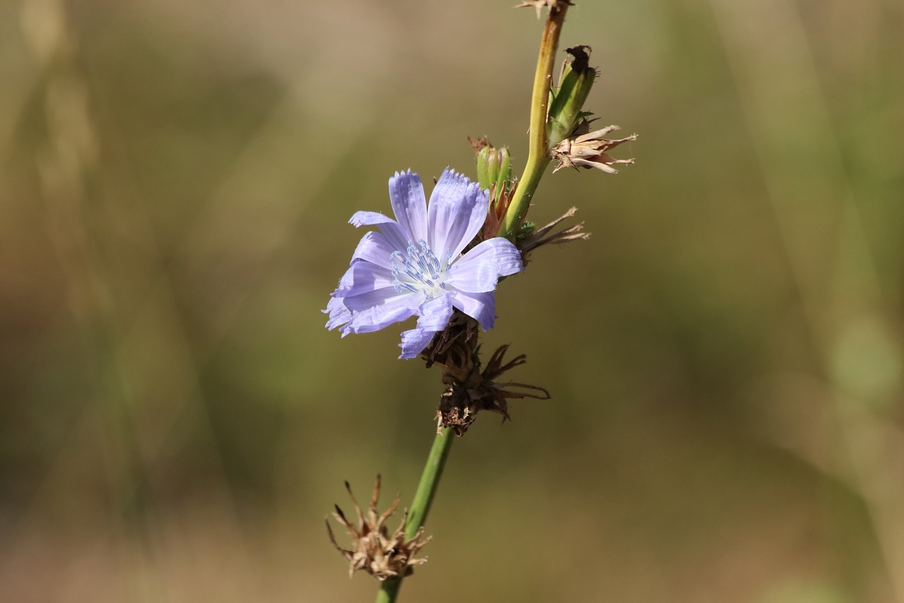 chicory  flower  grass free photo