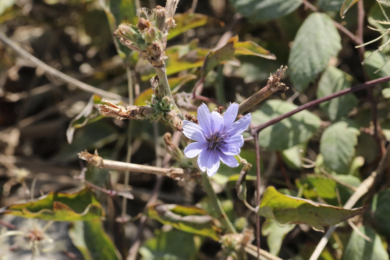 chicory  summer  sun free photo