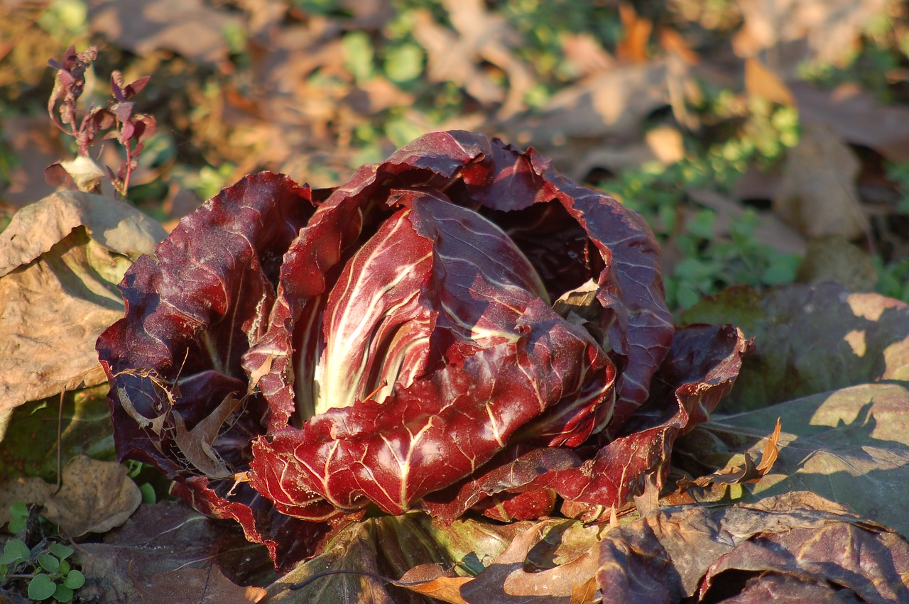 chicory  garden  winter free photo