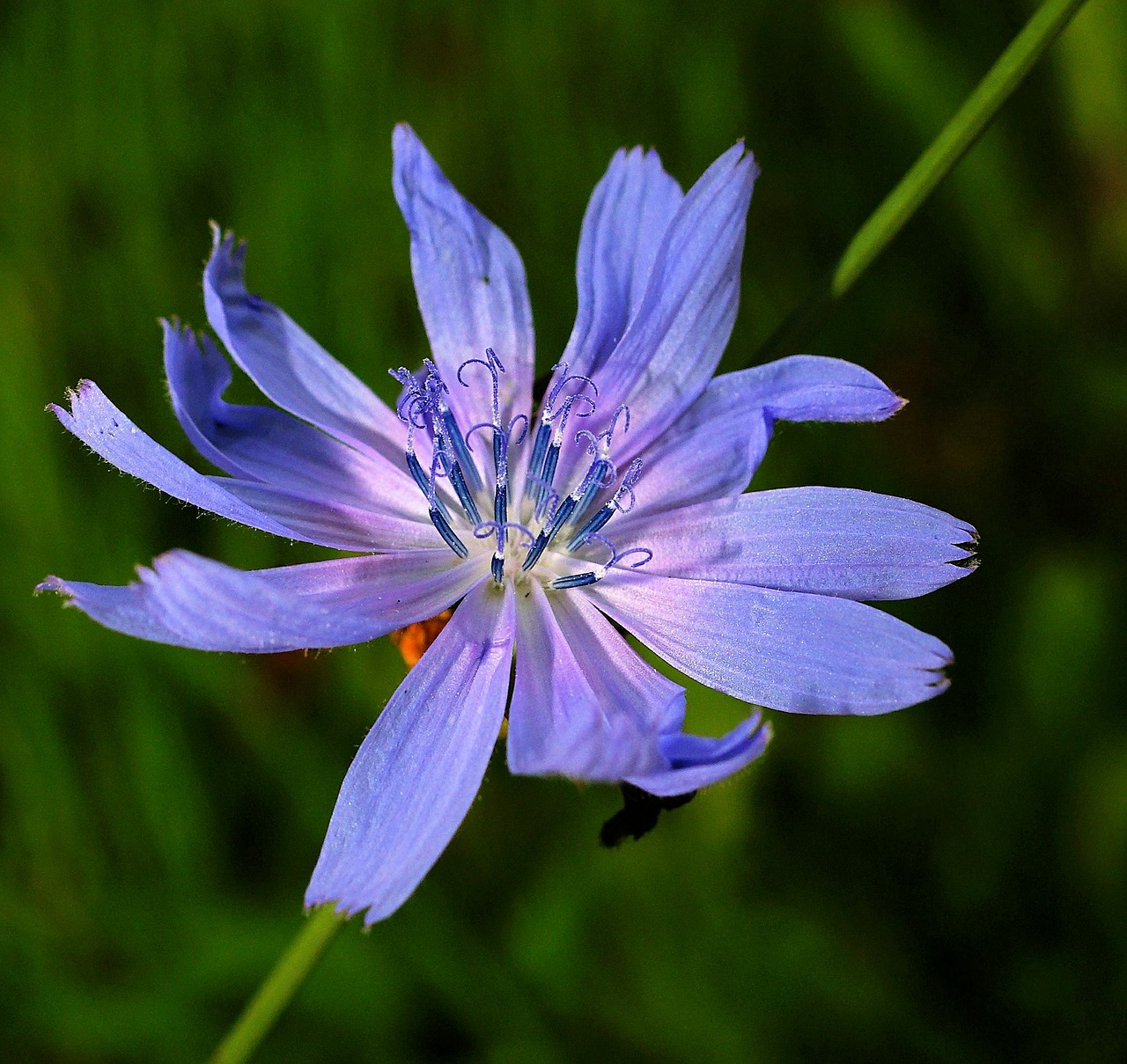 chicory flower blossom free photo