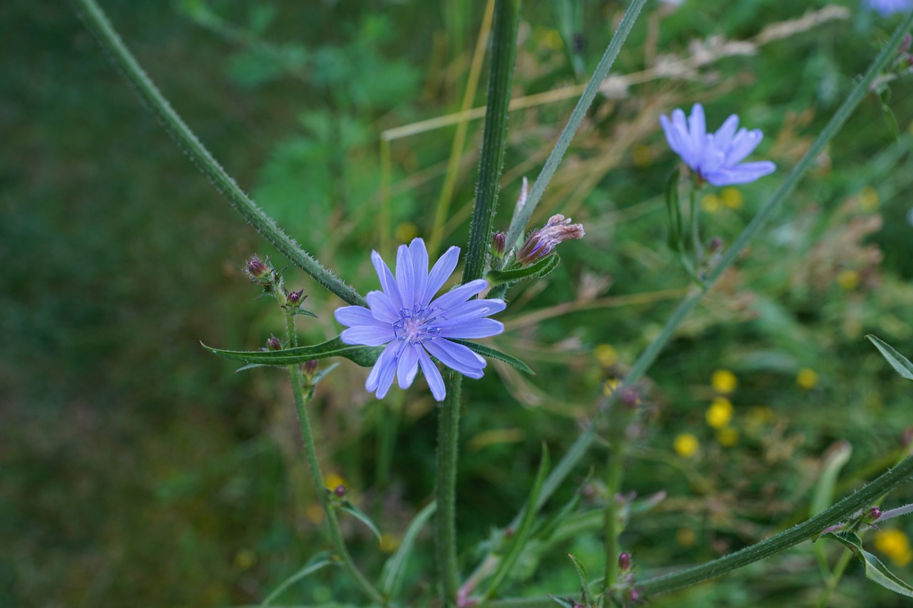 chicory flower blue free photo