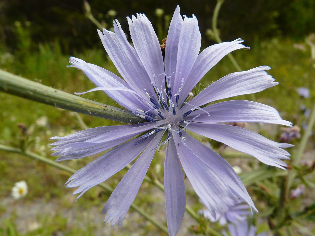 chicory wild flower wild free photo