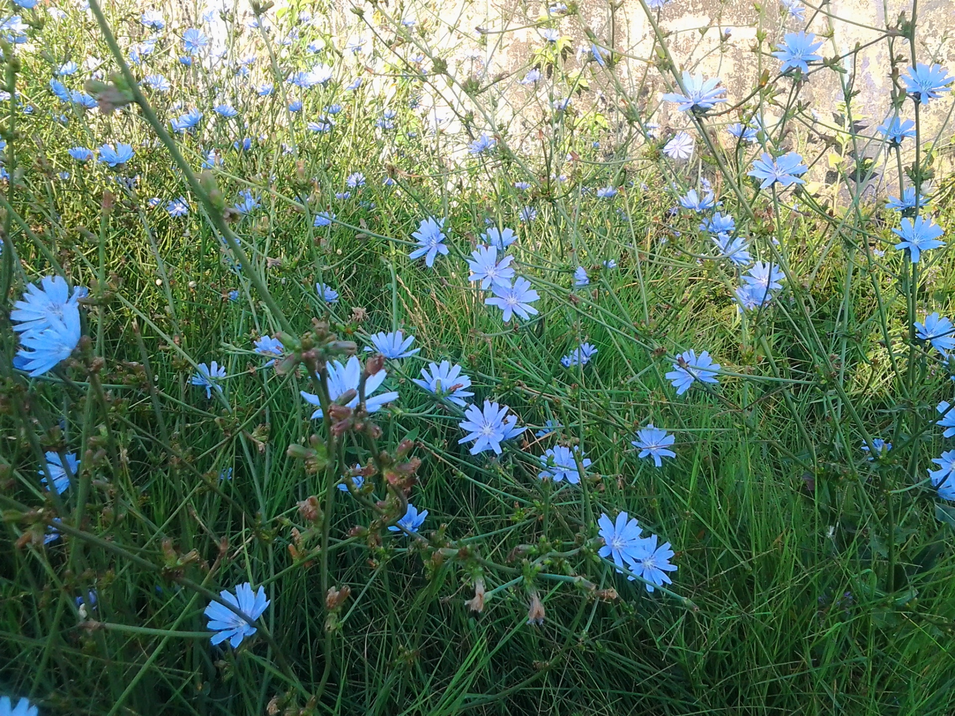 flowers field nature free photo