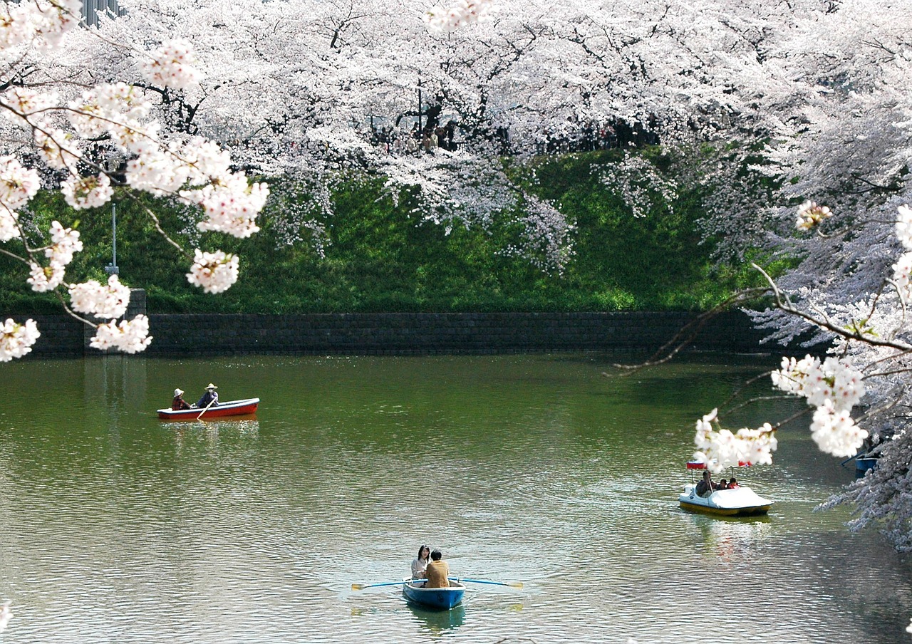chidori is the cherry blossoms imperial shores spring in japan free photo