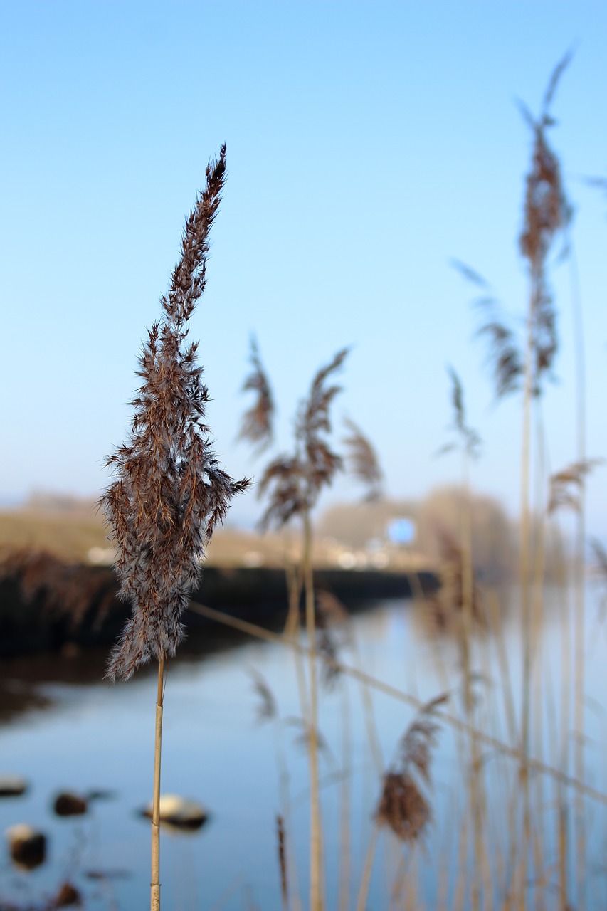 chiemsee water reed blue free photo