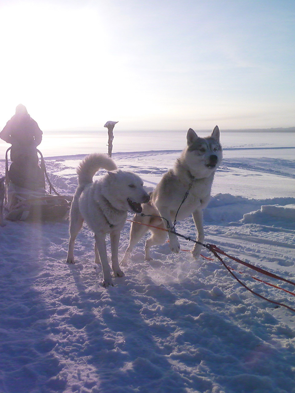 dog sledding snow free photo