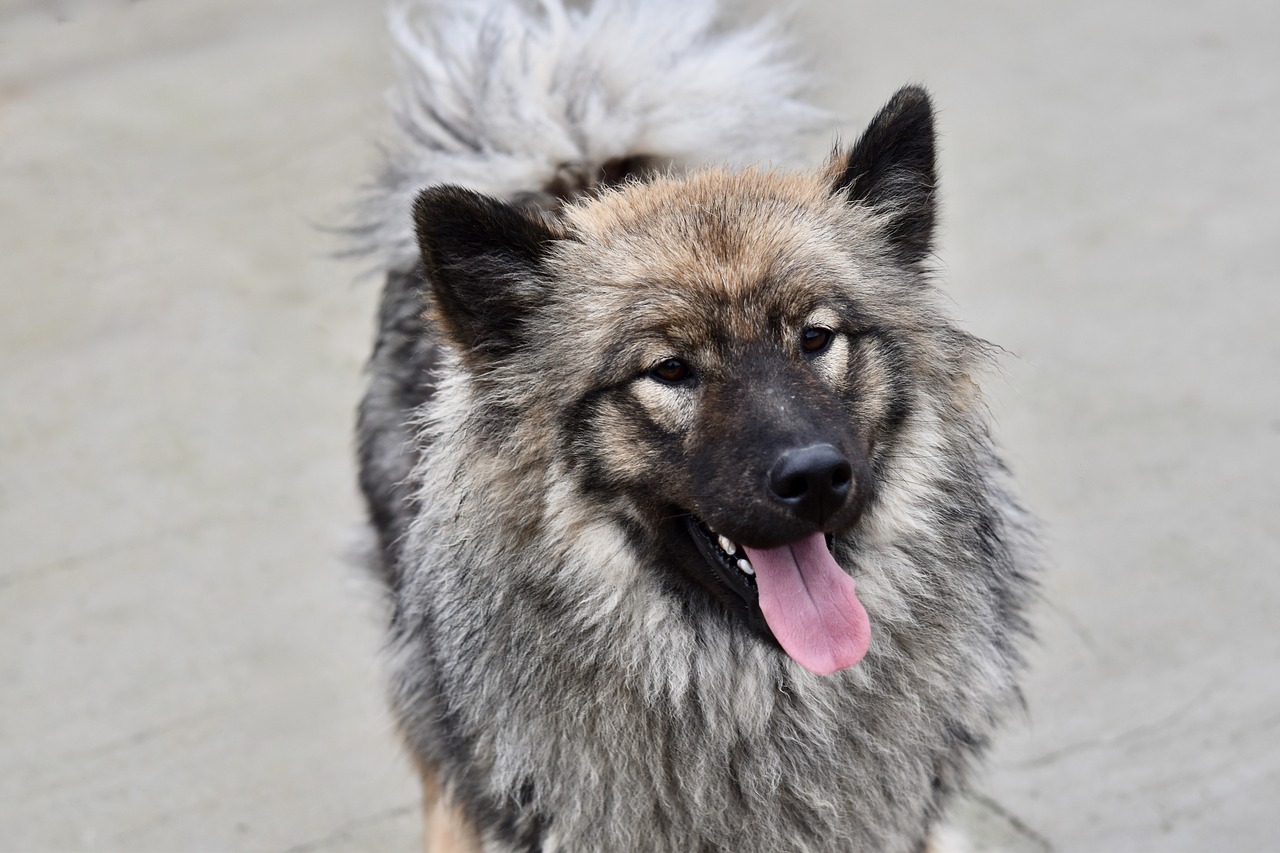 chien  chienne eurasier  chienne orlaya blue free photo