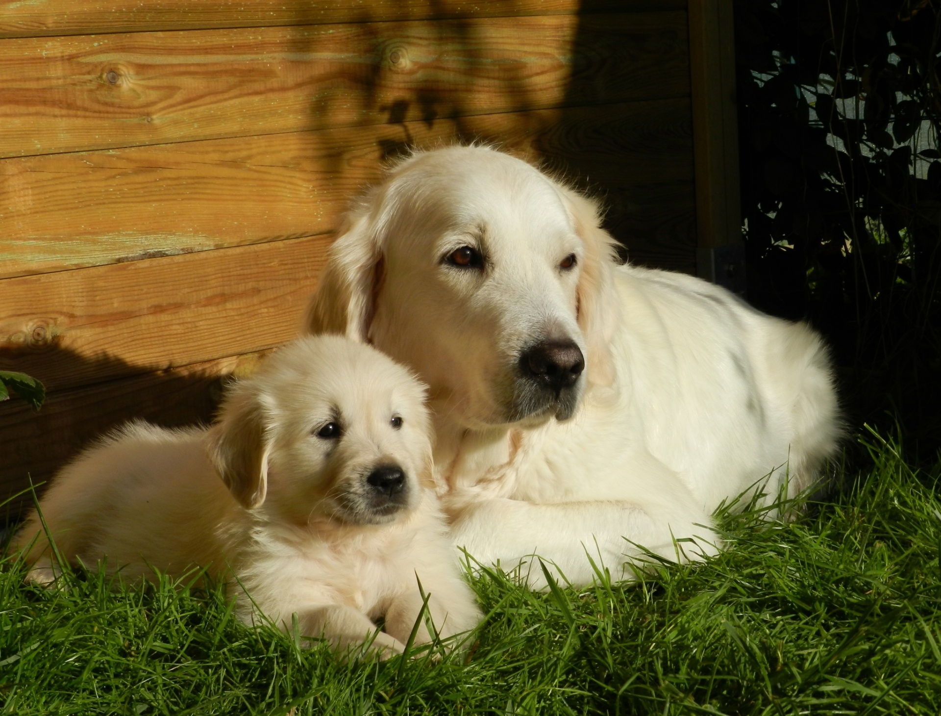 dog puppy golden free photo