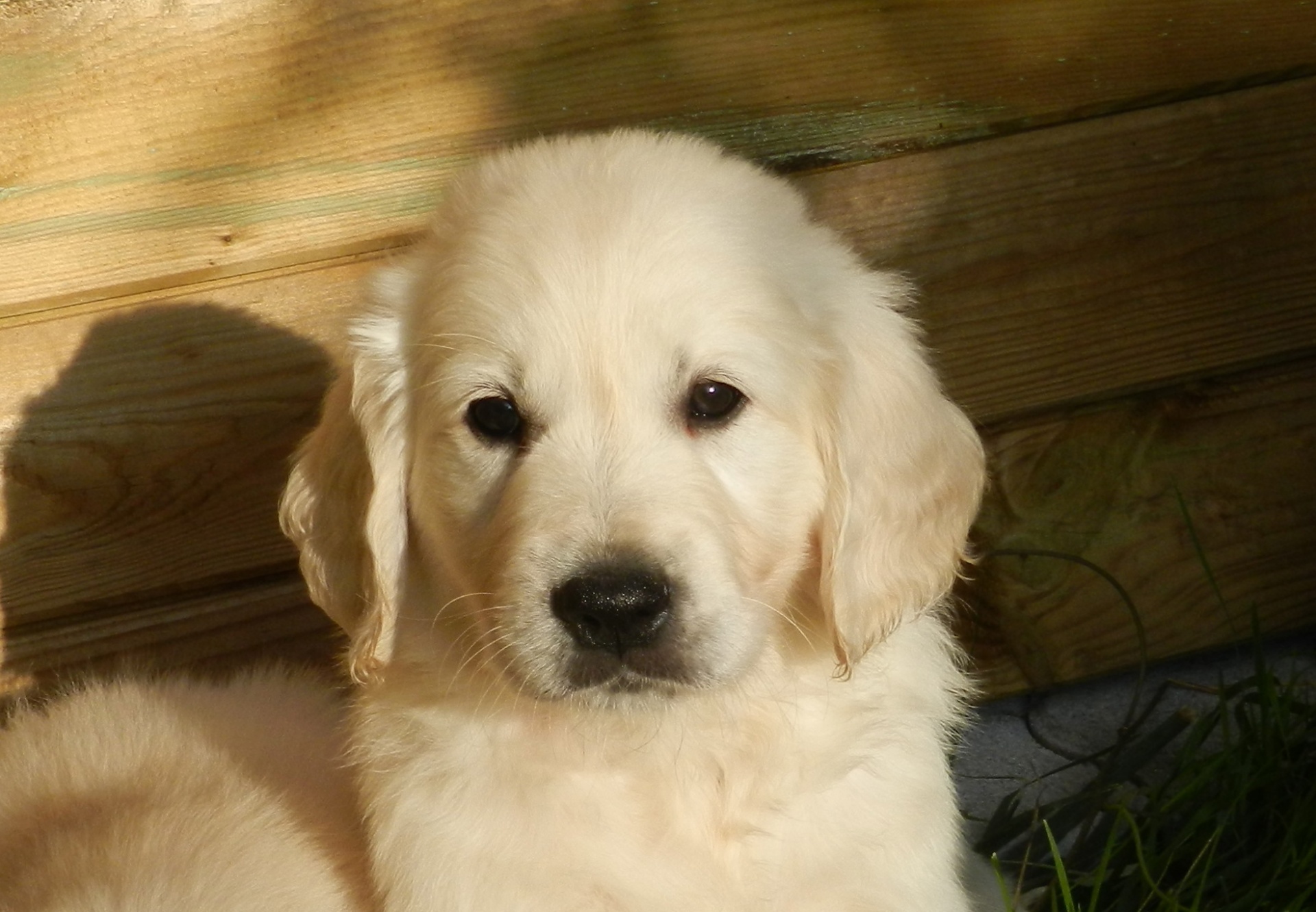 golden retriever puppy free photo