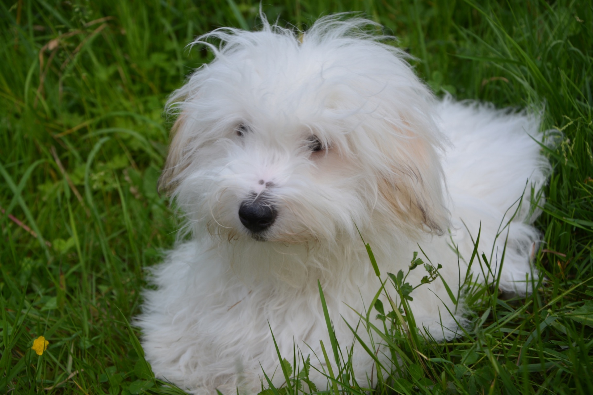 dog female coton de tulear free photo