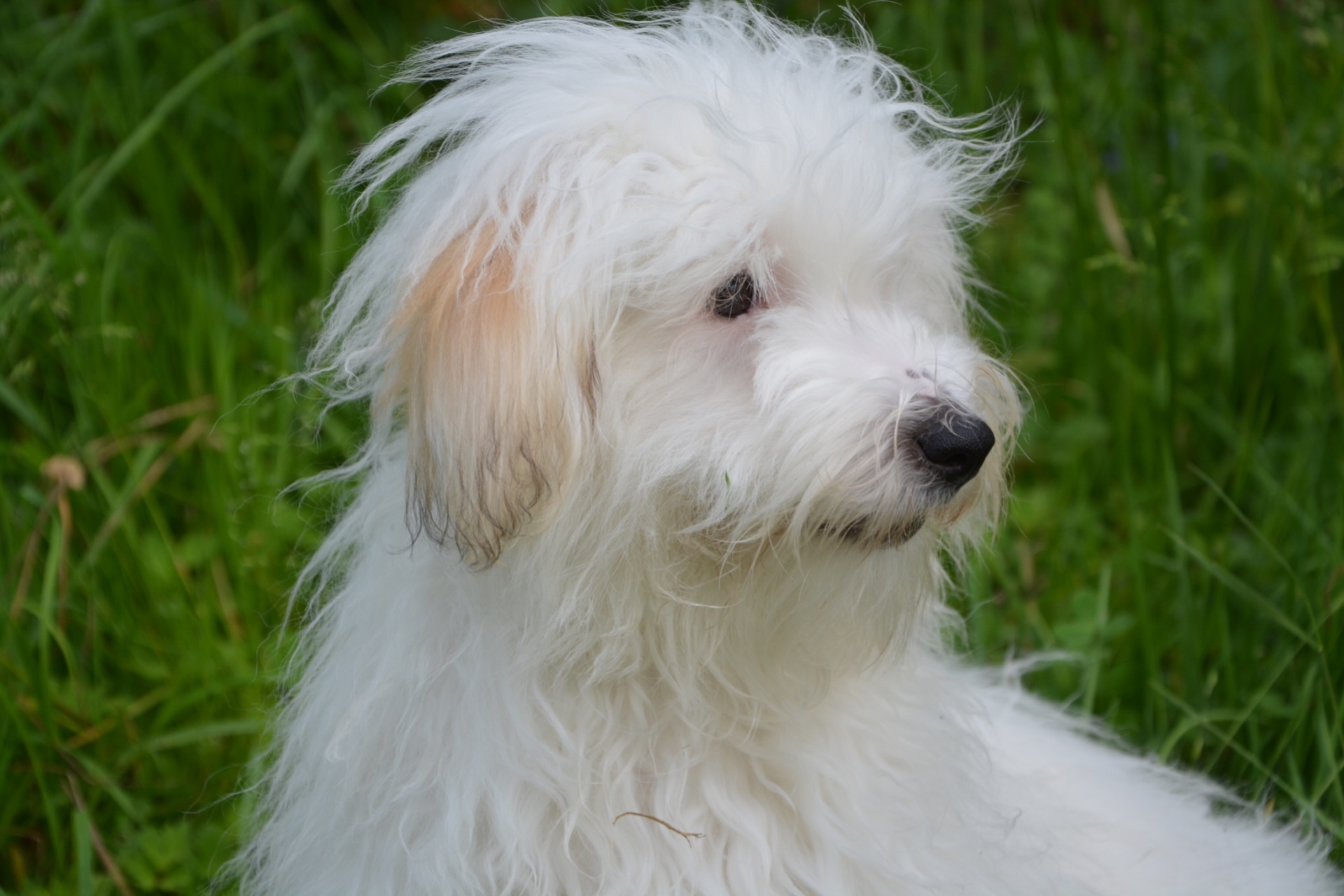 dog female coton de tulear free photo