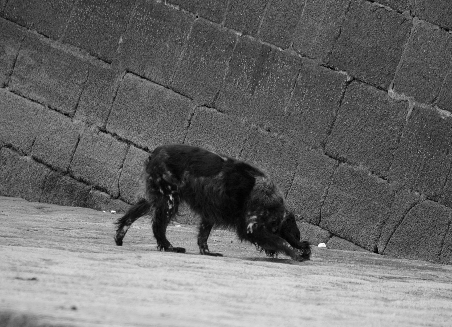 dog animal black white free photo