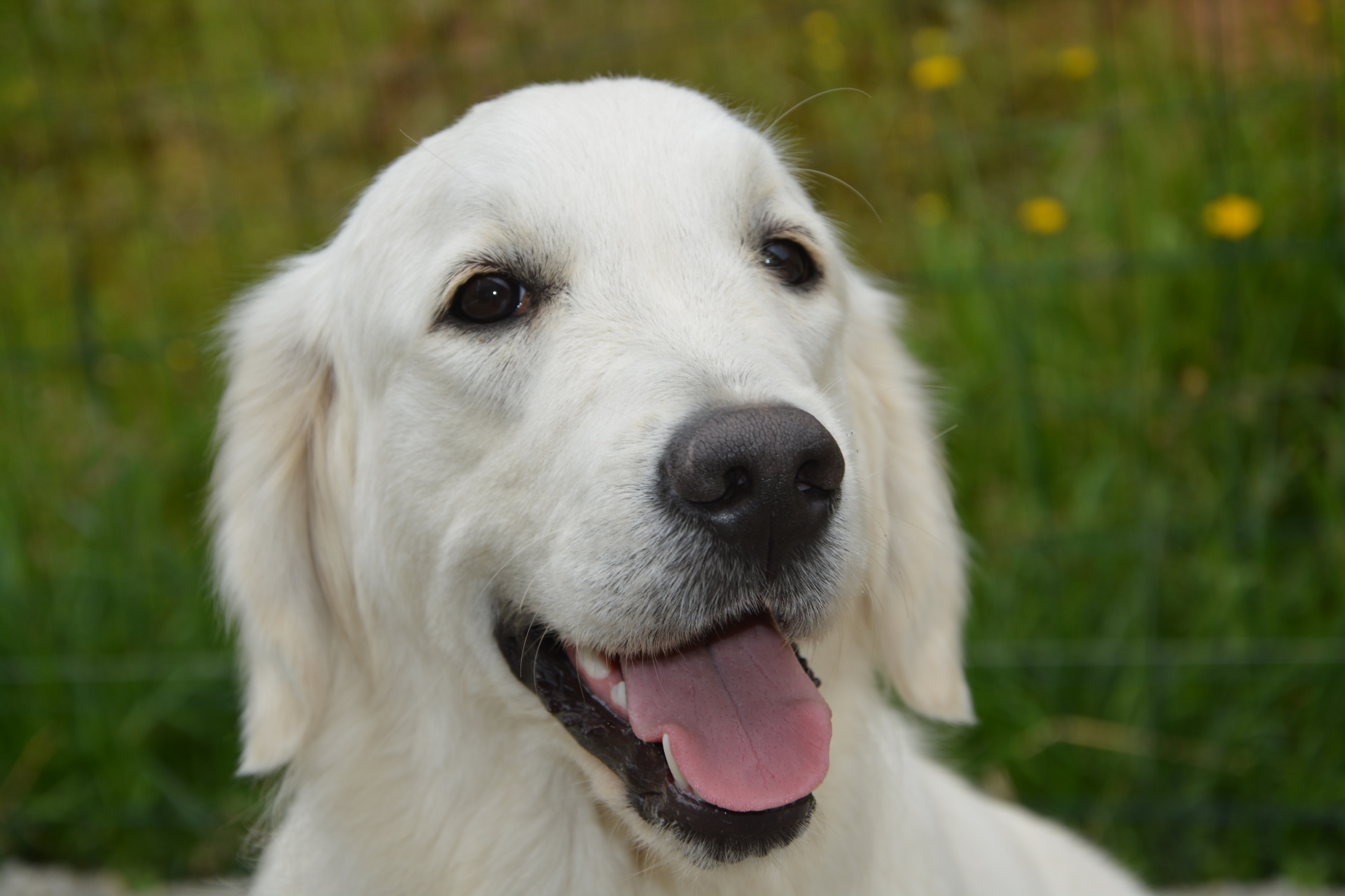 dog golden retriever free photo