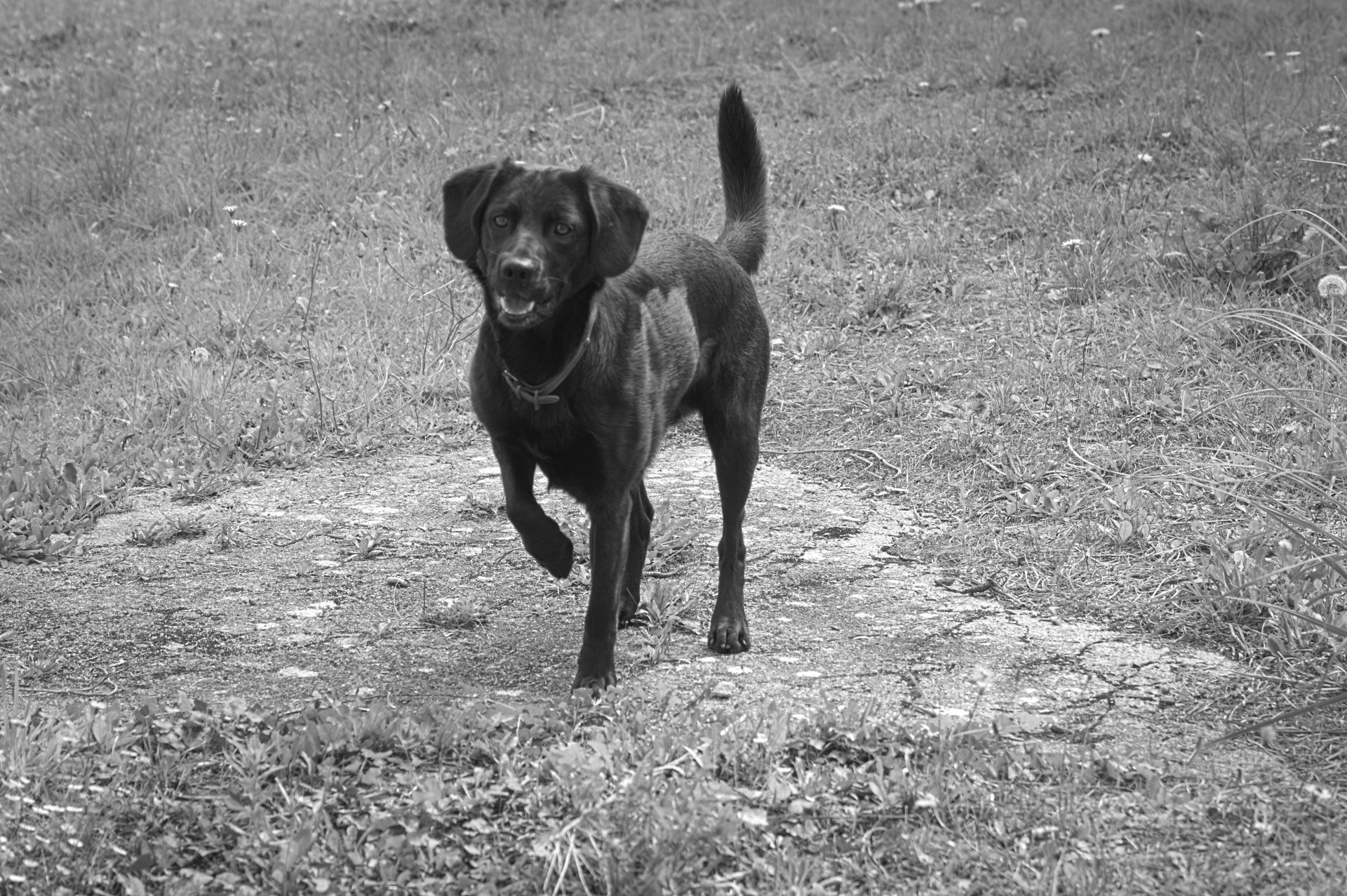 dog labrador black dog free photo