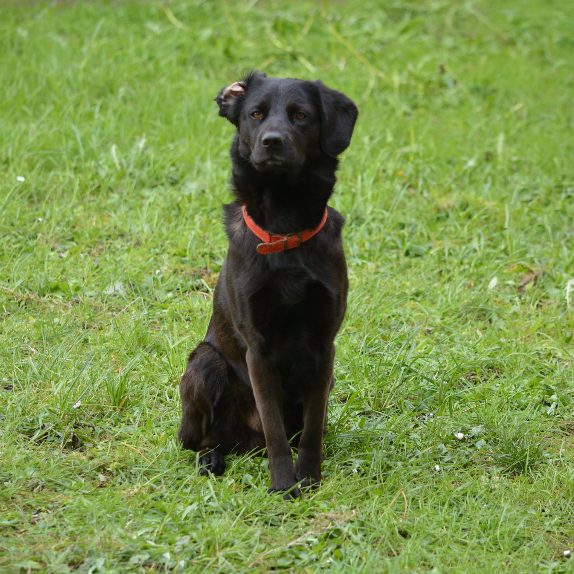 labrador retriever dog free photo