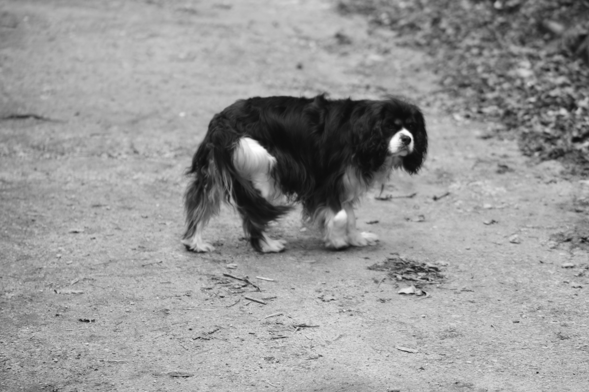 dog pet pedigree free photo