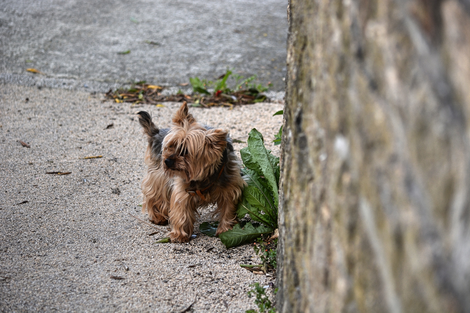 dog yorkshire canine free photo