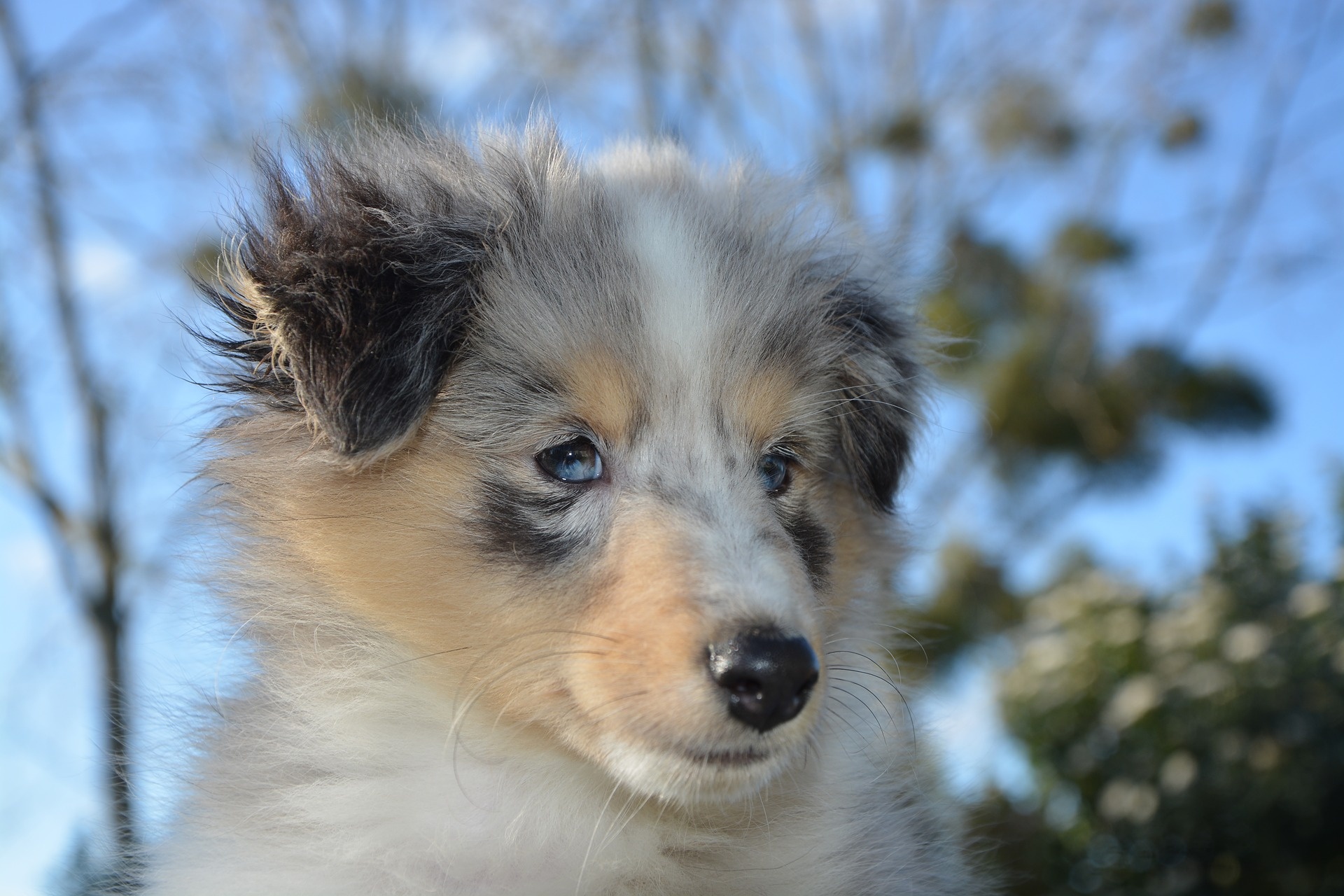 shepherd dog shetland breed free photo