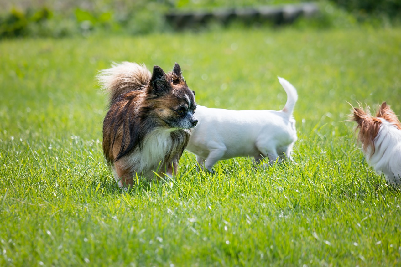 chihuahua dog chiwawa free photo