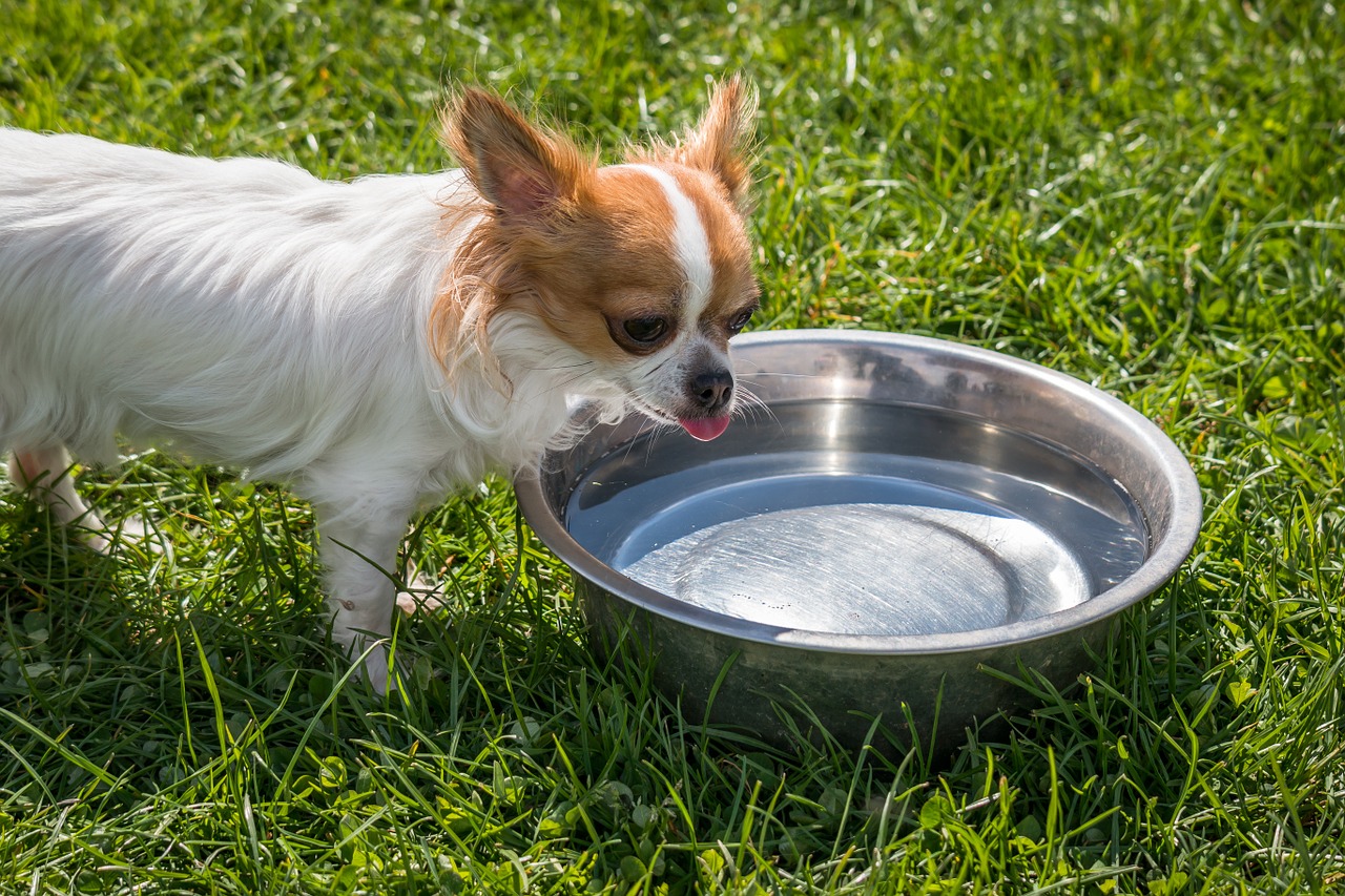 chihuahua dog chiwawa free photo