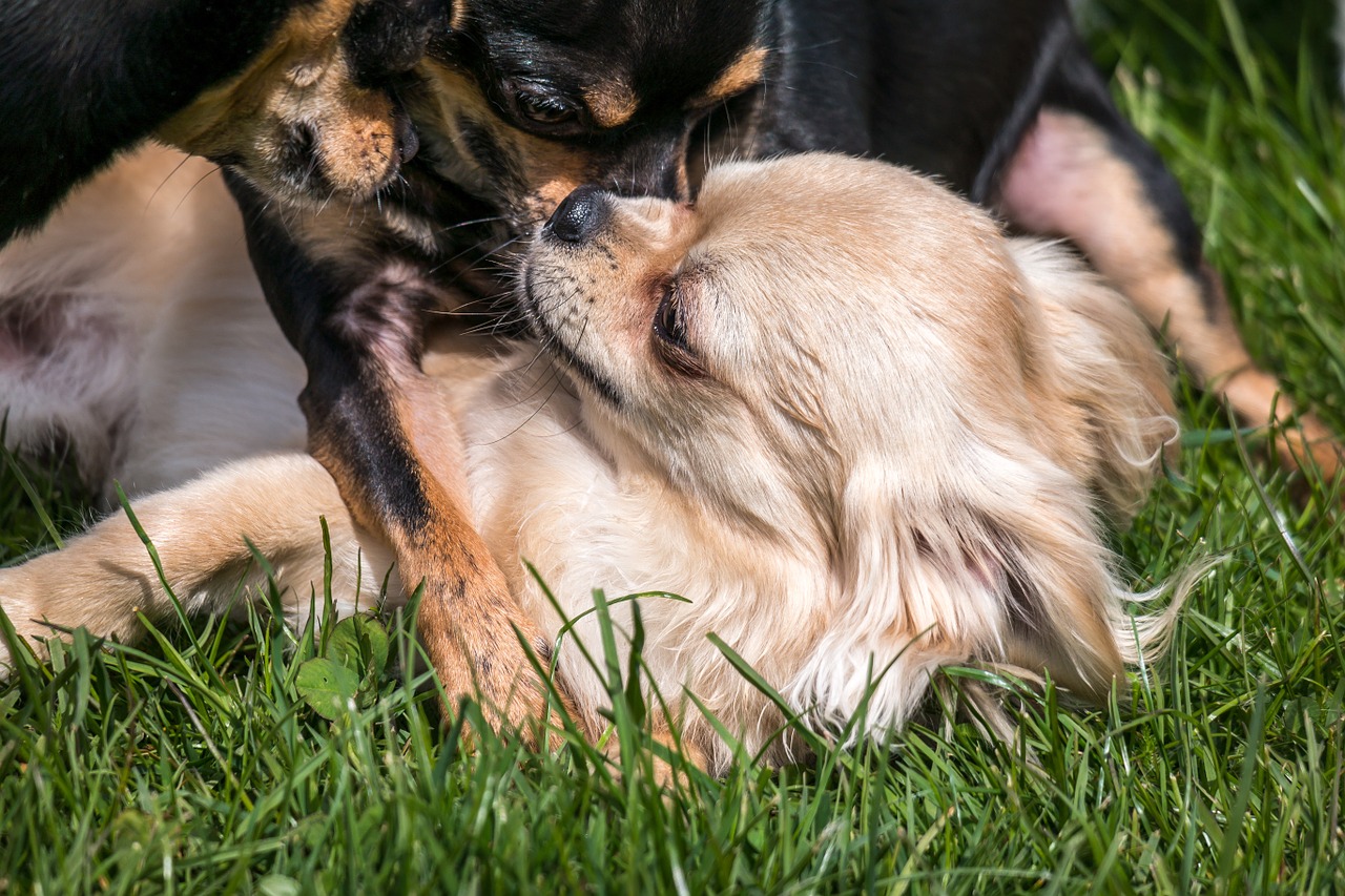 chihuahua dog chiwawa free photo