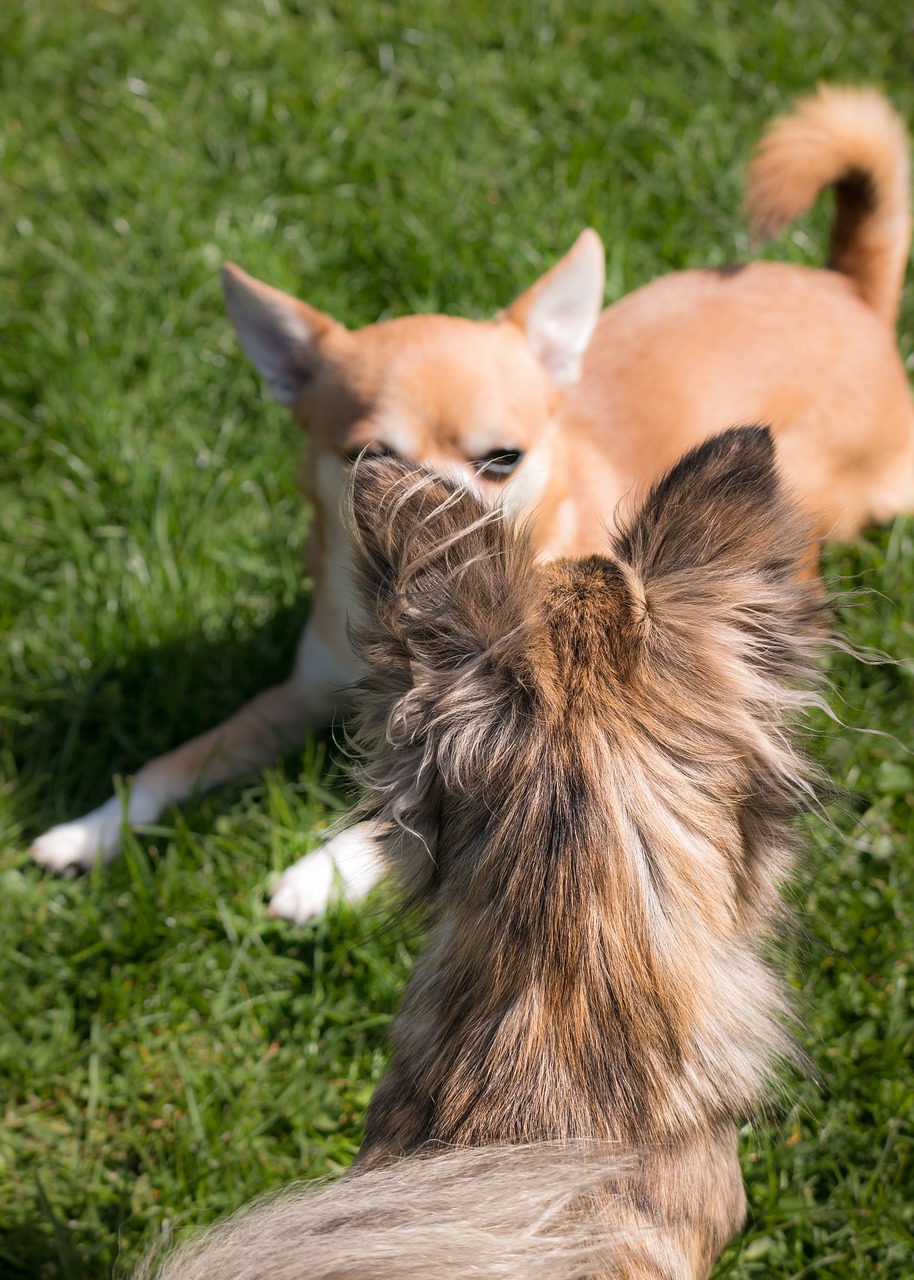 chihuahua dog chiwawa free photo