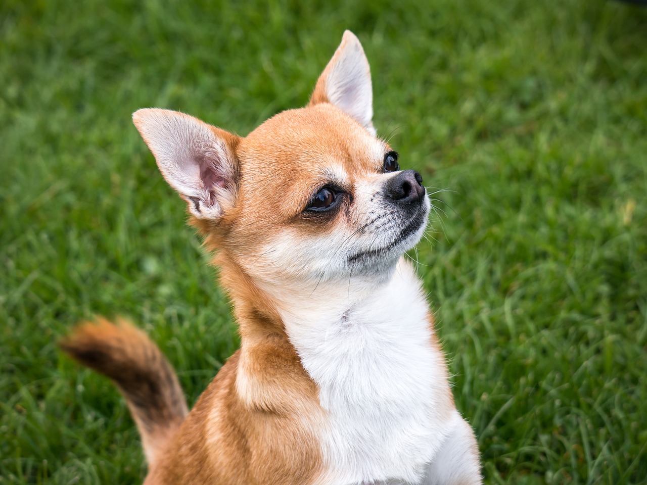 chihuahua dog chiwawa free photo