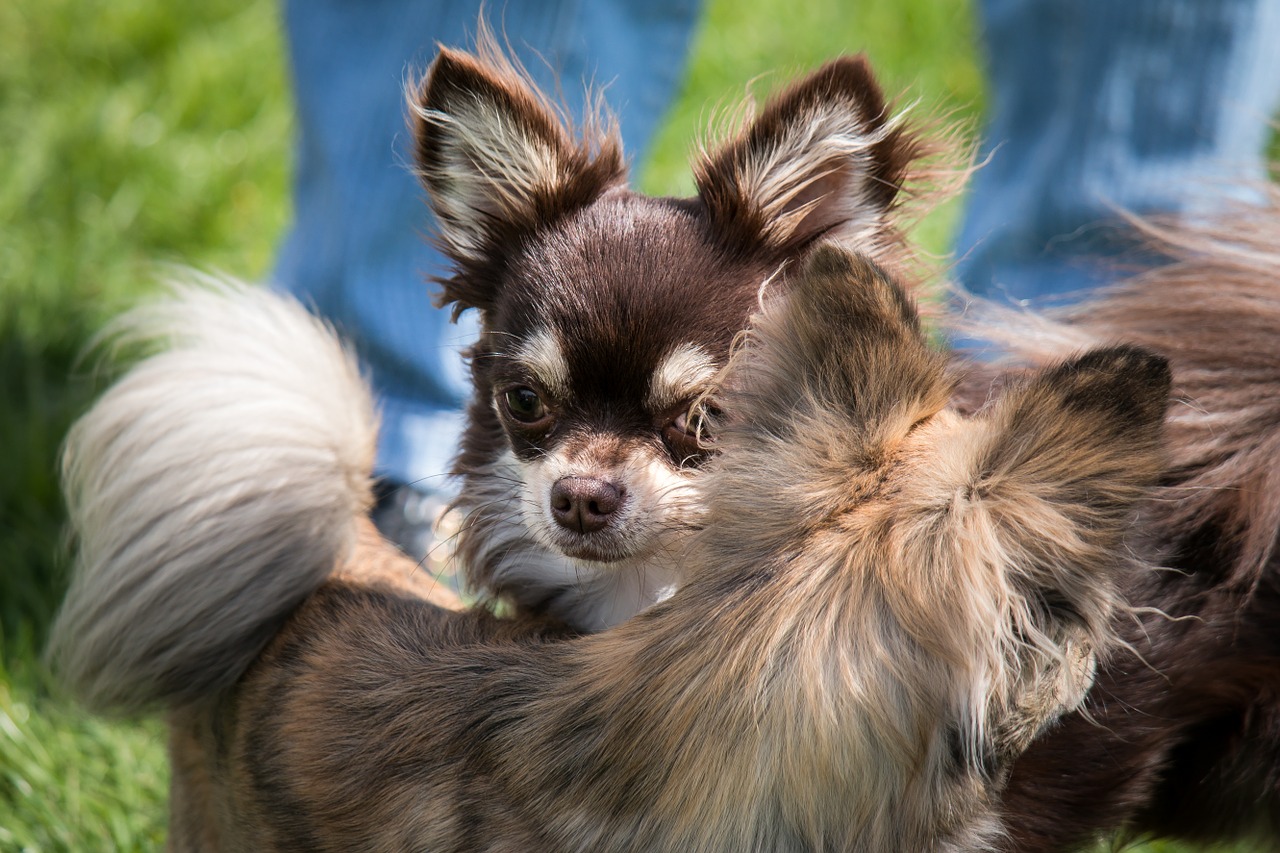 chihuahua dog chiwawa free photo