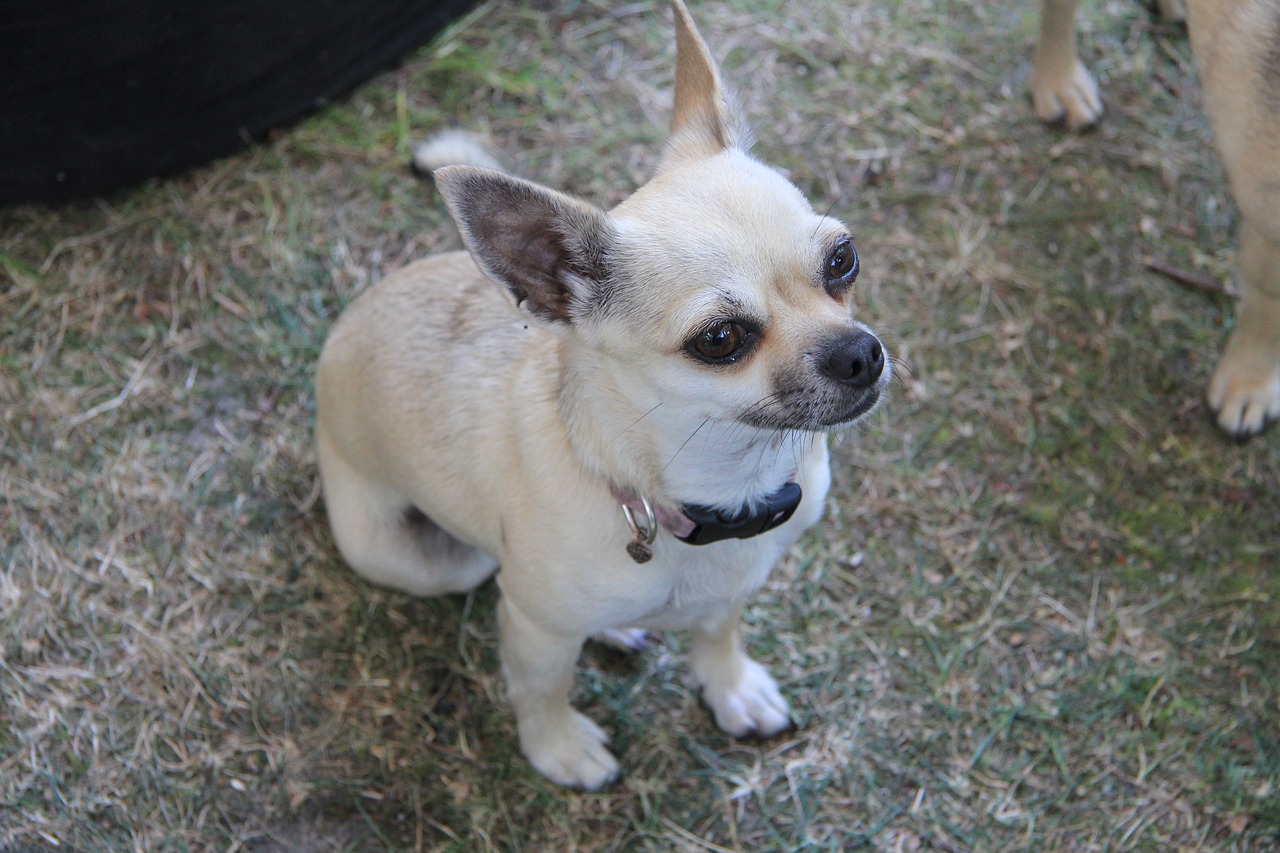 chihuahua dog cute free photo