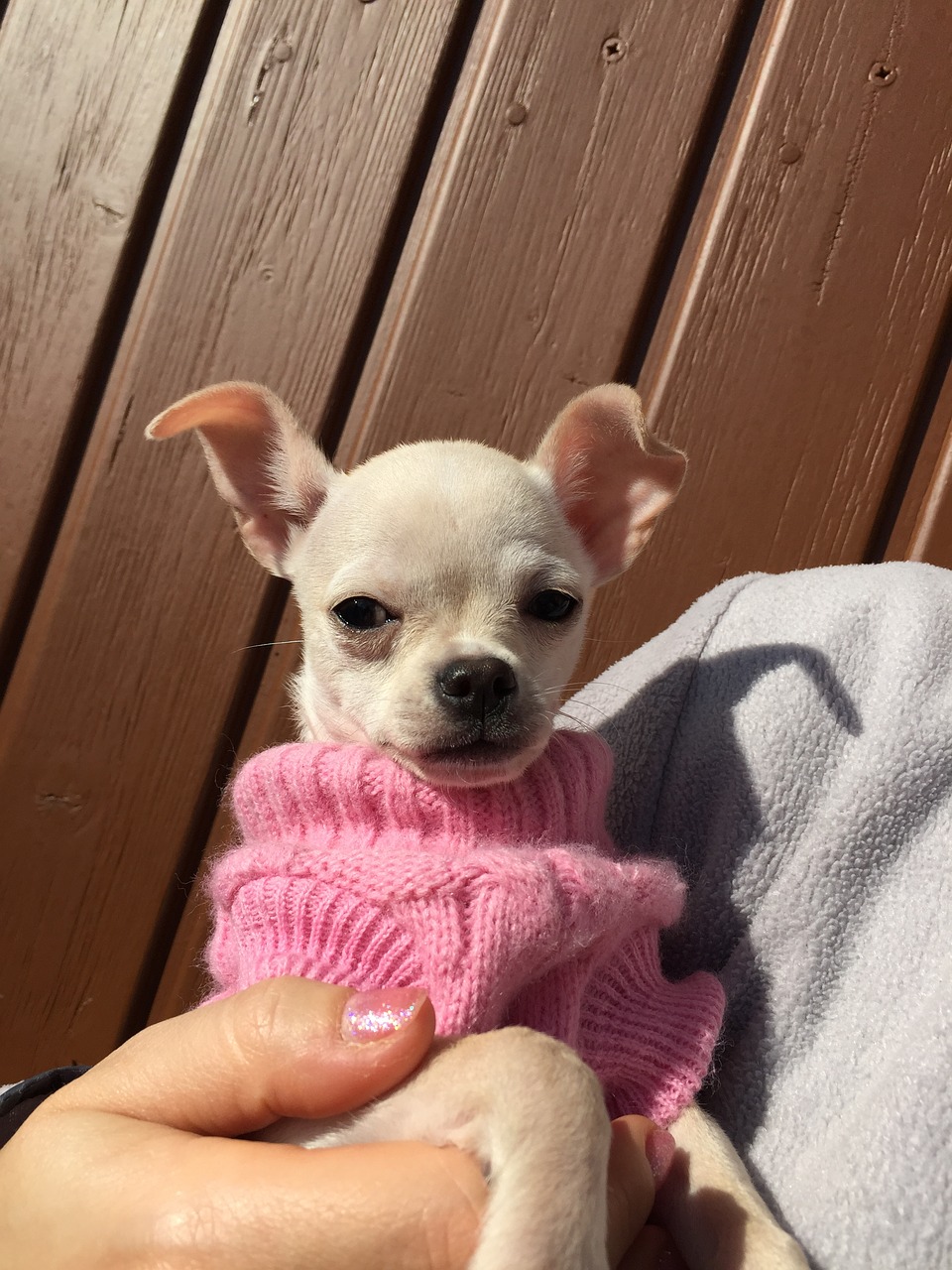 chihuahua puppy dog free photo