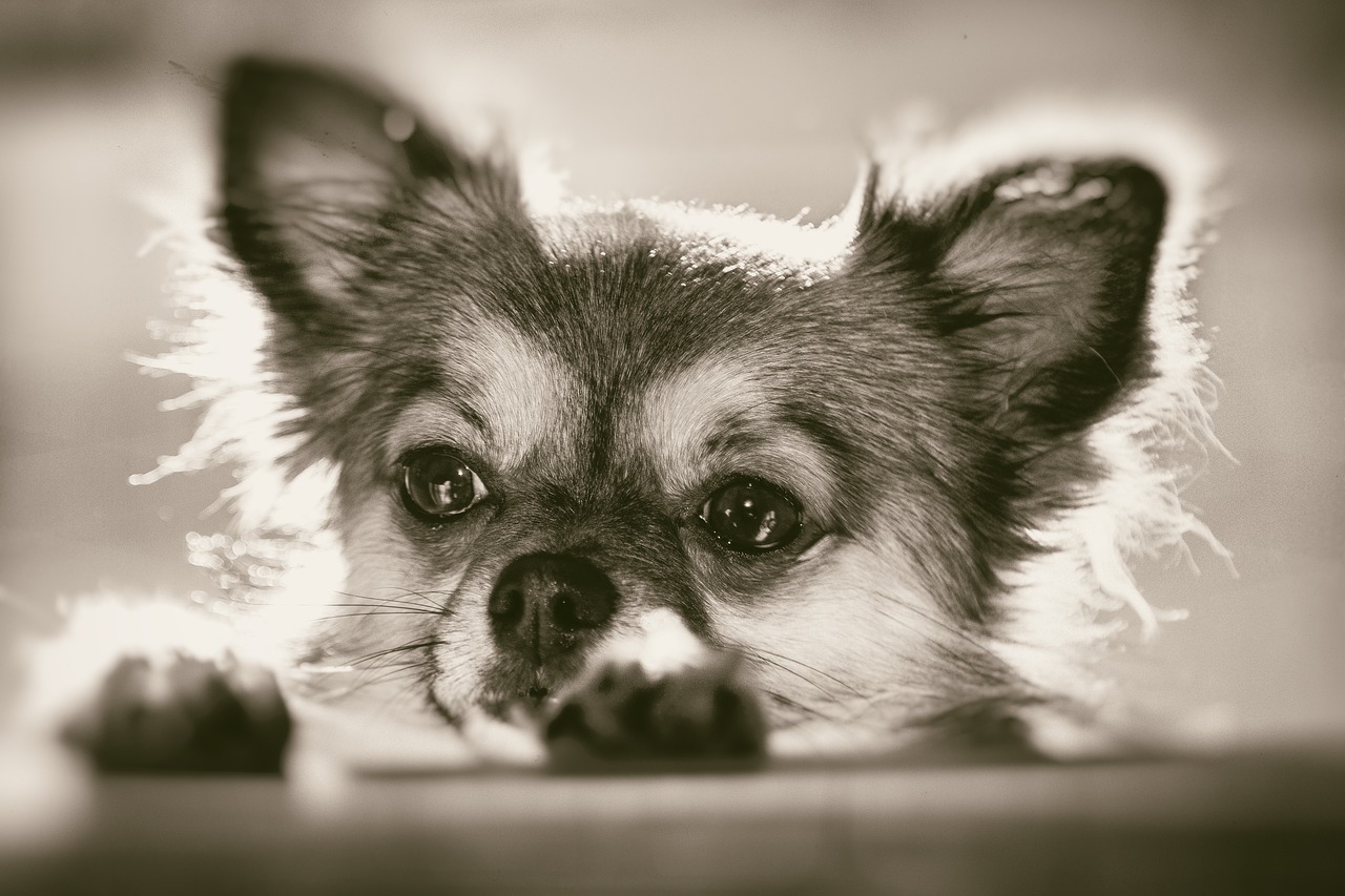 chihuahua curious pet free photo