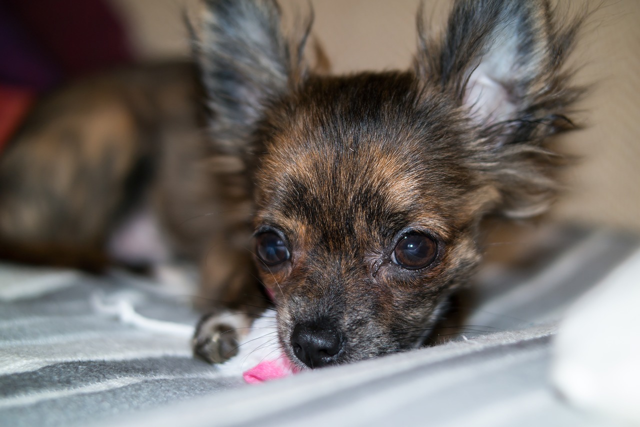 chihuahua dog puppy free photo