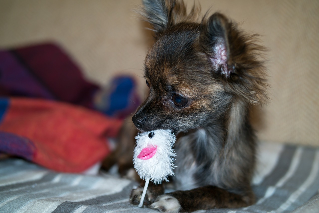 chihuahua dog puppy free photo