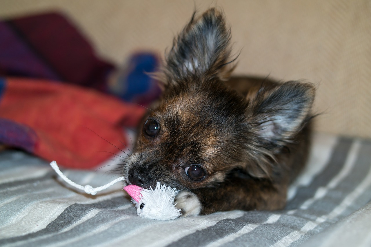 chihuahua dog puppy free photo