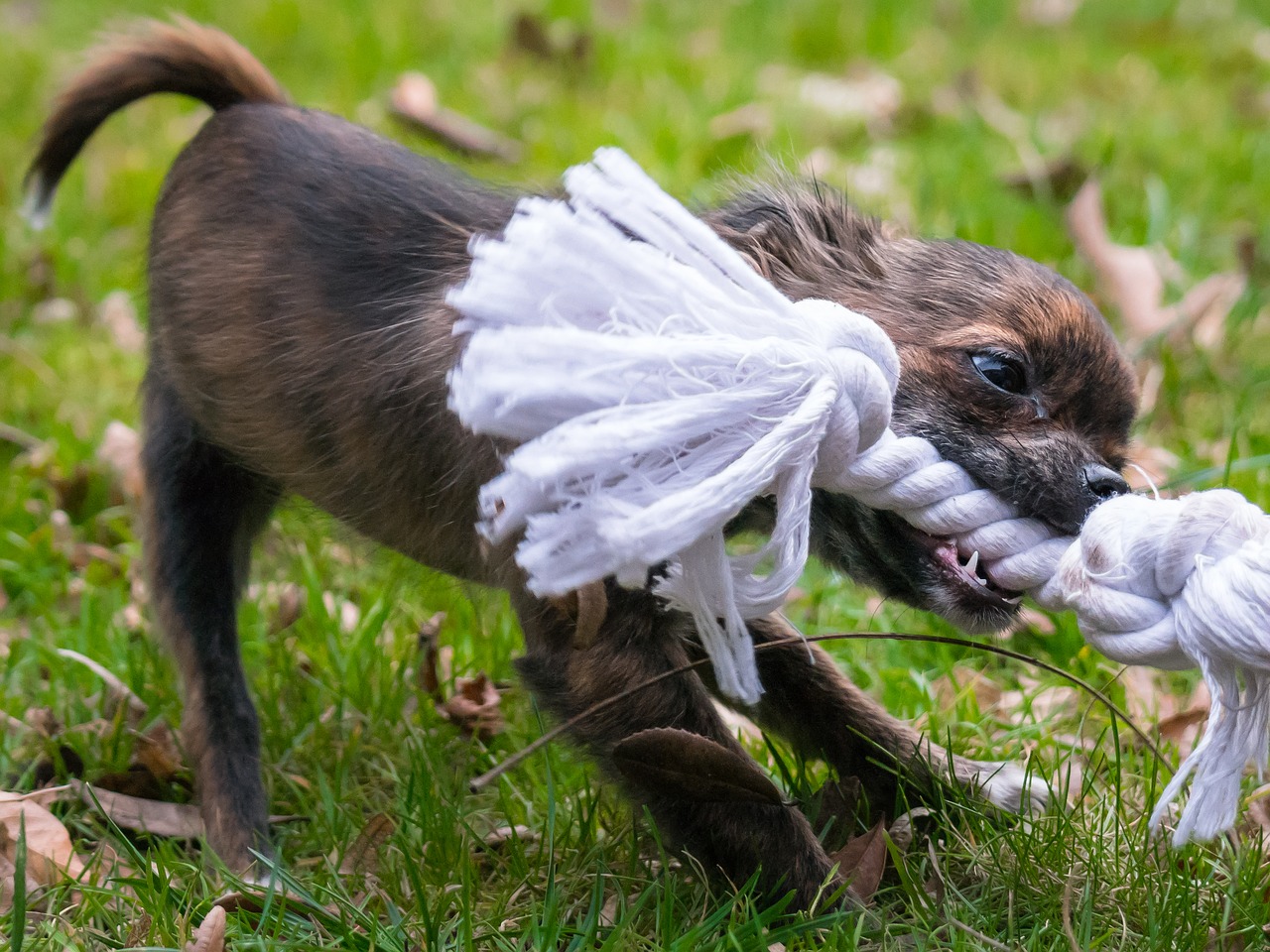 chihuahua bite rope free photo