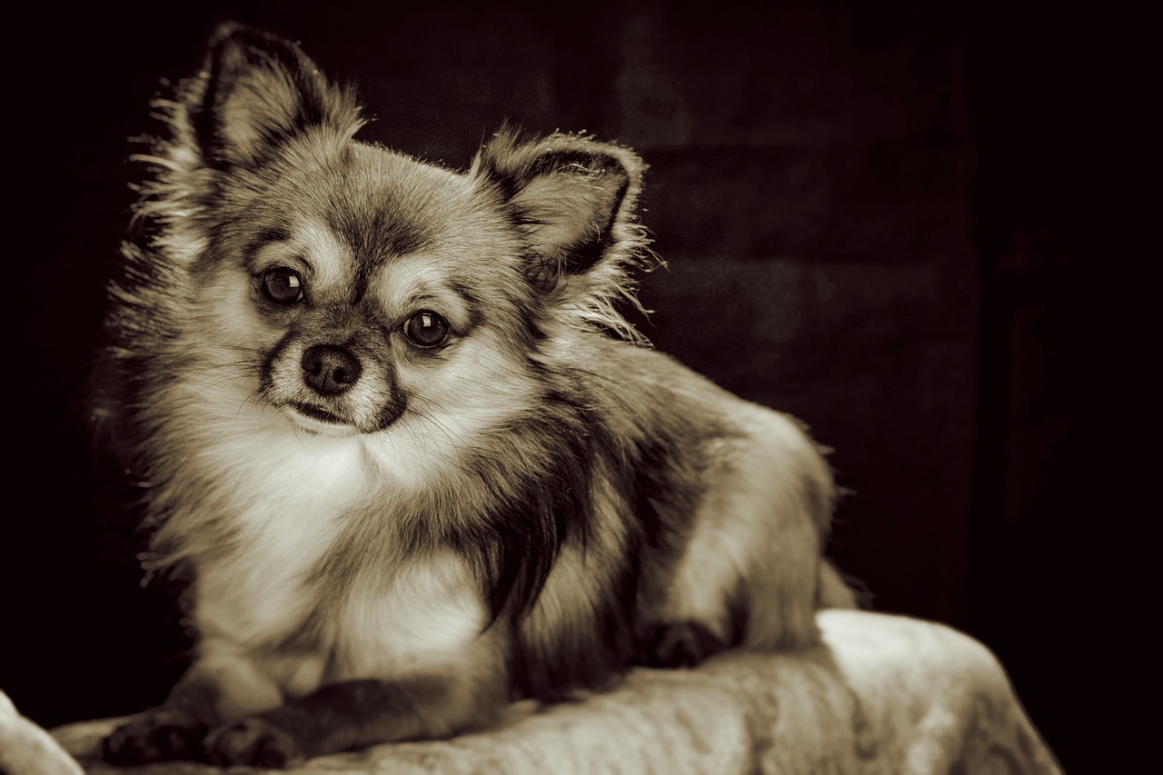 chihuahua small small dog free photo