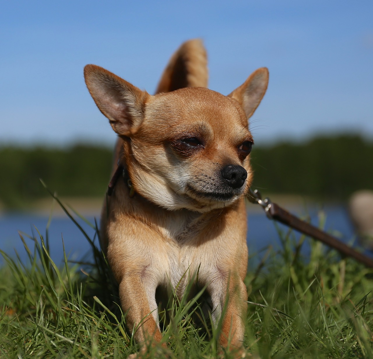 chihuahua dog sobel free photo