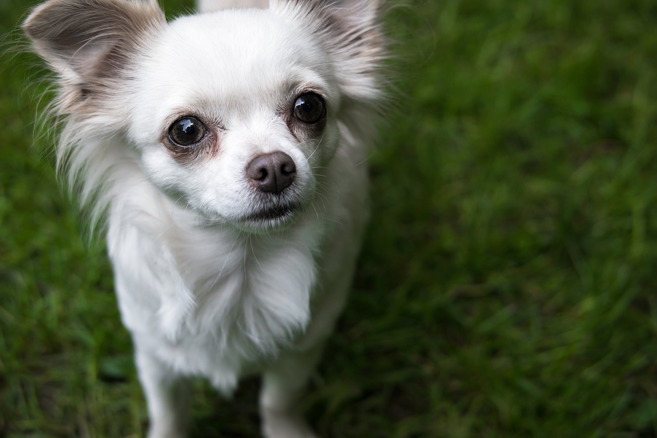 chihuahua dog chiwawa free photo