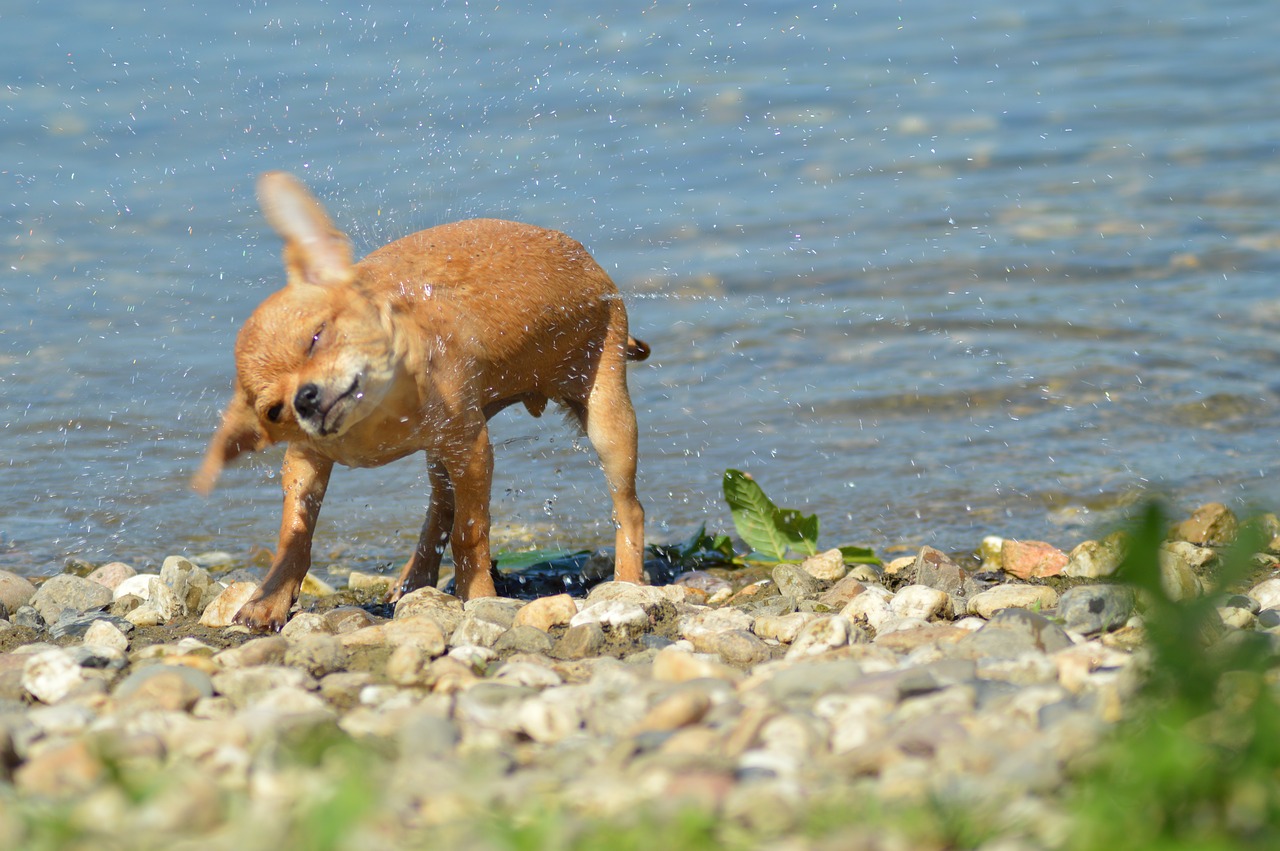 chihuahua dog chiwawa free photo