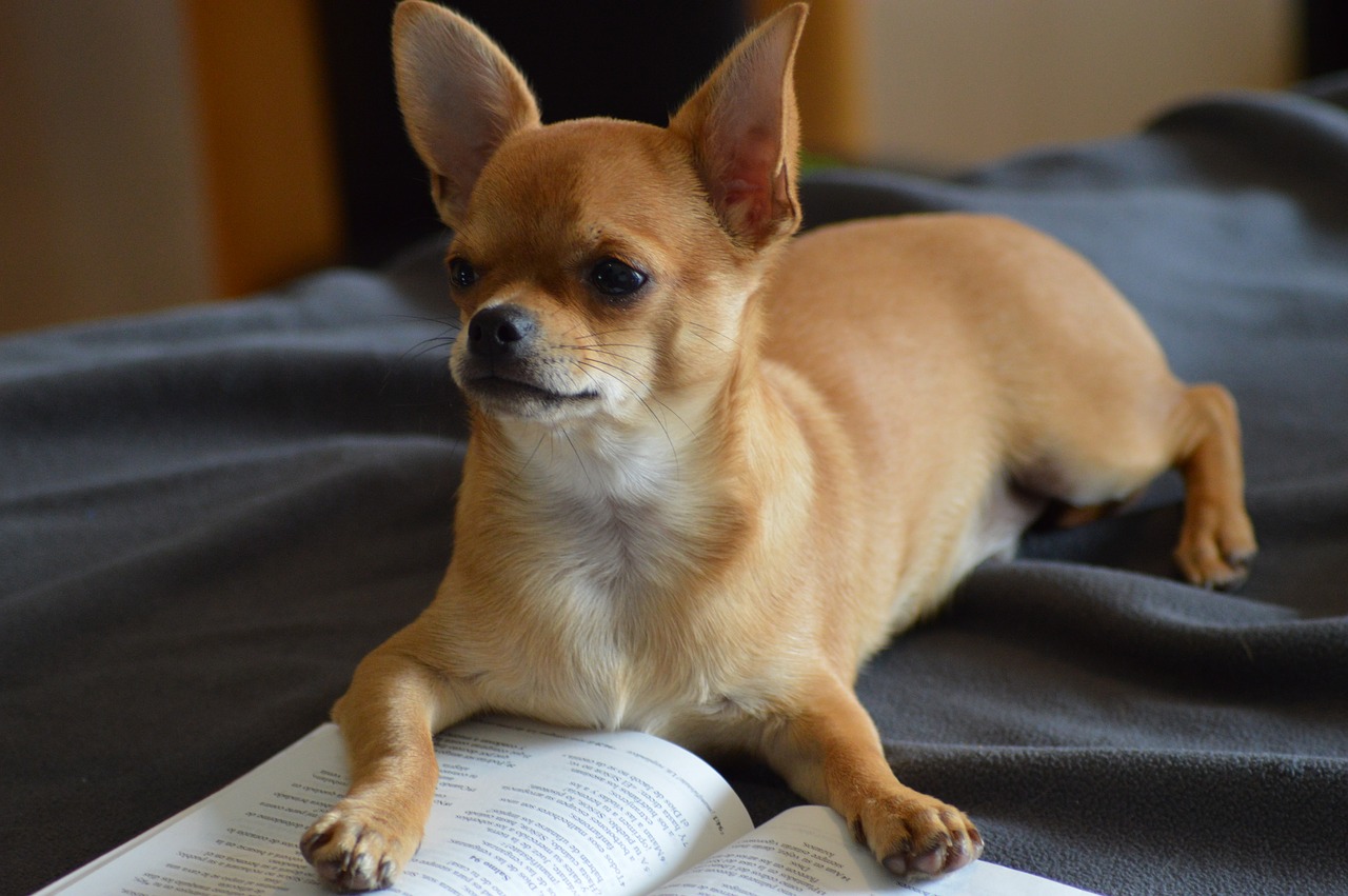 chihuahua dog book free photo